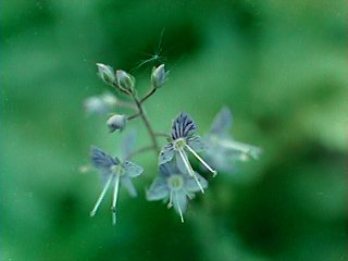 �o���_�C�N���K�^